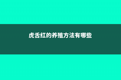 虎舌红的养殖方法和注意事项 (虎舌红的养殖方法有哪些)