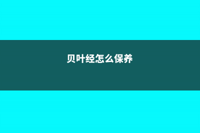 贝叶寿的养殖方法和注意事项 (贝叶经怎么保养)