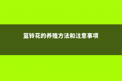 蓝铃花的养殖方法和注意事项 (蓝铃花的养殖方法和注意事项)