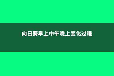 向日葵早上中午晚上有什么变化，一天中几点开花 (向日葵早上中午晚上变化过程)