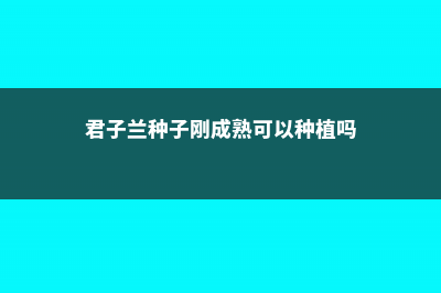 君子兰的种子刚采下来什么时候能种 (君子兰种子刚成熟可以种植吗)