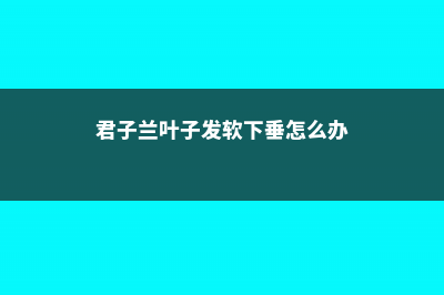 君子兰叶子发软怎么回事，叶子发软下垂能剪掉吗 (君子兰叶子发软下垂怎么办)