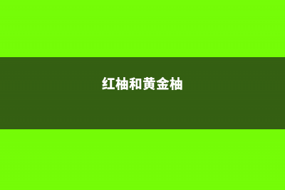 黄金柚子与红柚区别，红柚和黄柚的营养区别 (红柚和黄金柚)