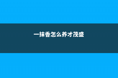 一抹香的养殖方法和注意事项 (一抹香怎么养才茂盛)