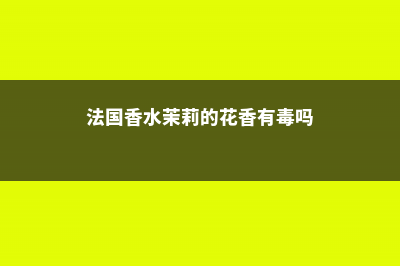 法国香水茉莉的养殖方法和注意事项 (法国香水茉莉的花香有毒吗)