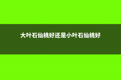 细叶石仙桃的养殖方法 (大叶石仙桃好还是小叶石仙桃好)