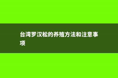 台湾罗汉松的养殖方法 (台湾罗汉松的养殖方法和注意事项)