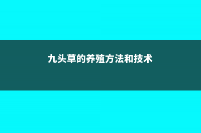 九头草的养殖方法和注意事项 (九头草的养殖方法和技术)