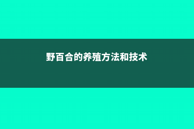 野百合的养殖方法 (野百合的养殖方法和技术)