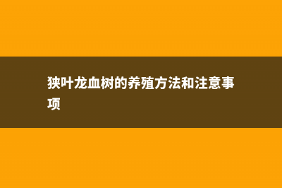 狭叶龙血树的养殖方法 (狭叶龙血树的养殖方法和注意事项)