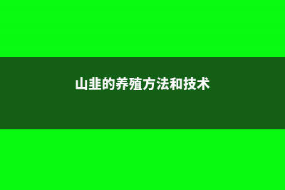 山韭的养殖方法 (山韭的养殖方法和技术)