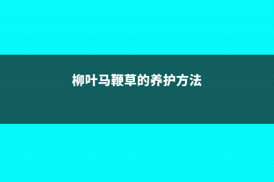 柳叶马鞭草的养殖方法 (柳叶马鞭草的养护方法)