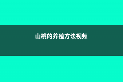 山桃的养殖方法 (山桃的养殖方法视频)