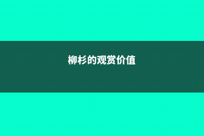 柳杉的养殖方法 (柳杉的观赏价值)