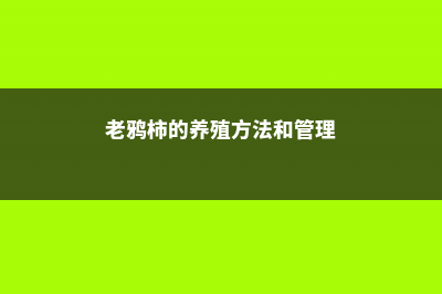 老鸦柿的养殖方法 (老鸦柿的养殖方法和管理)