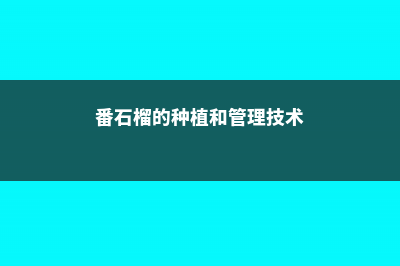 番石榴果的养殖方法 (番石榴的种植和管理技术)