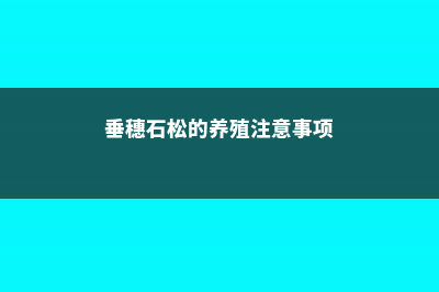 垂穗石松的养殖方法 (垂穗石松的养殖注意事项)