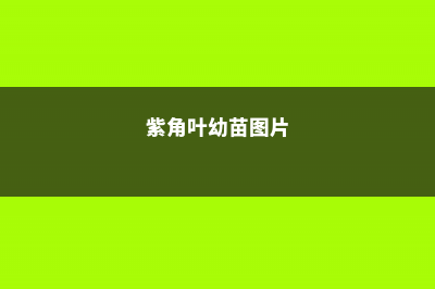 紫角叶的养殖方法 (紫角叶幼苗图片)