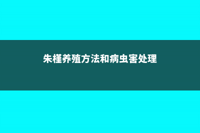 朱槿的养殖方法 (朱槿养殖方法和病虫害处理)