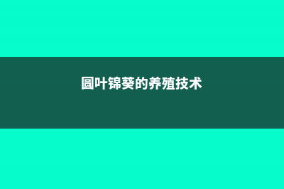 圆叶锦葵的养殖方法 (圆叶锦葵的养殖技术)