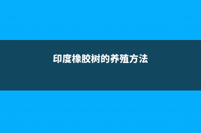 印度橡胶树的养殖方法 (印度橡胶树的养殖方法)