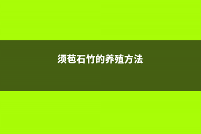 须苞石竹的养殖方法 (须苞石竹的养殖方法)