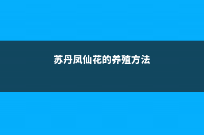 苏丹凤仙花的养殖方法 (苏丹凤仙花的养殖方法)