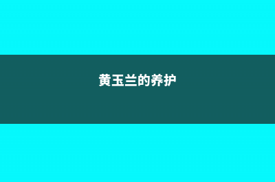 黄山玉兰的养殖方法 (黄玉兰的养护)