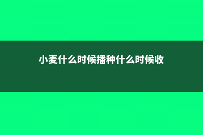 小麦什么时候播种，什么时候收割 (小麦什么时候播种什么时候收)