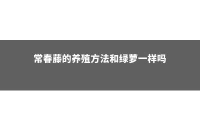 常春藤的养殖方法和注意事项，常春藤图片 (常春藤的养殖方法和绿萝一样吗)