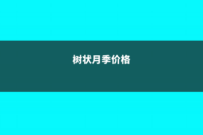 树状月季多少钱一棵，树状月季价格 (树状月季价格)