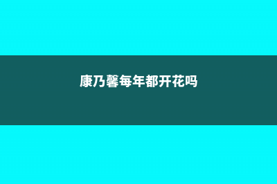 康乃馨一年开几次花，开花有什么寓意 (康乃馨每年都开花吗)