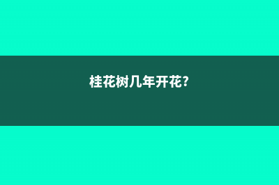 桂花树几年开花，桂花不开花的解决办法 (桂花树几年开花?)