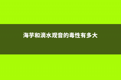 海芋和滴水观音的区别，滴水观音图片 (海芋和滴水观音的毒性有多大)