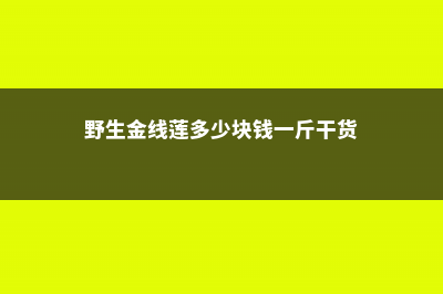 野生金线莲多少钱一斤，金线莲种子多少钱一斤 (野生金线莲多少块钱一斤干货)