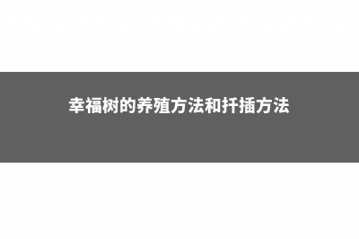 幸福树的养殖方法和注意事项，幸福树图片 (幸福树的养殖方法和扦插方法)