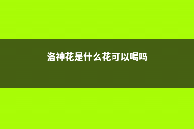 洛神花是什么花，洛神花图片 (洛神花是什么花可以喝吗)