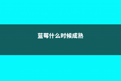 蓝莓什么时候成熟，什么时候上市 (蓝莓什么时候成熟)