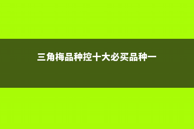 三角梅品种，三角梅图片 (三角梅品种控十大必买品种一)