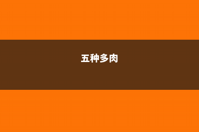 多肉的种类，适合新手养的多肉有哪些 (五种多肉)