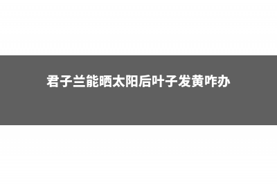 君子兰能晒太阳吗，君子兰喜阴还是喜阳 (君子兰能晒太阳后叶子发黄咋办)