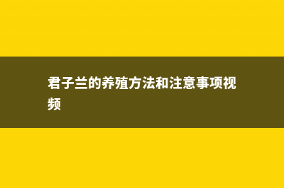 君子兰养殖方法，君子兰用什么肥料 (君子兰的养殖方法和注意事项视频)