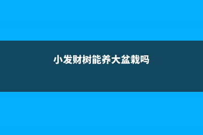 小发财树能养大吗，小发财树图片 (小发财树能养大盆栽吗)