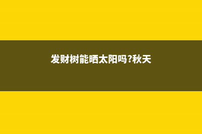 发财树能晒太阳吗，发财树喜阴还是喜阳 (发财树能晒太阳吗?秋天)