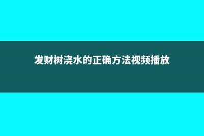 发财树浇水的正确方法，发财树多久浇一次水 (发财树浇水的正确方法视频播放)