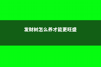 发财树怎么养，发财树图片 (发财树怎么养才能更旺盛)