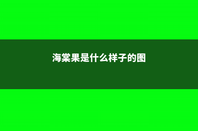 海棠果是什么，海棠果图片 (海棠果是什么样子的图)