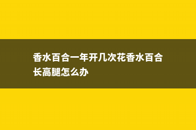 香水百合一年开几次花，香水百合花语 (香水百合一年开几次花香水百合长高腿怎么办)