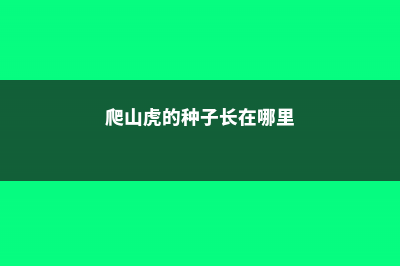 爬山虎有种子吗，爬山虎种子价格 (爬山虎的种子长在哪里)