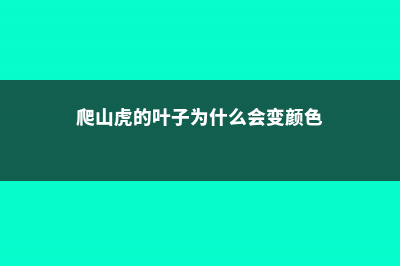 爬山虎的叶子为什么一顺儿朝下，爬山虎是怎么爬的 (爬山虎的叶子为什么会变颜色)